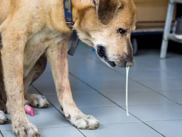 How to Induce Dog Vomiting Safely