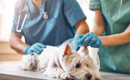 Dog Vomiting and Diarrhea: Causes, Treatment, and When to See a Vet