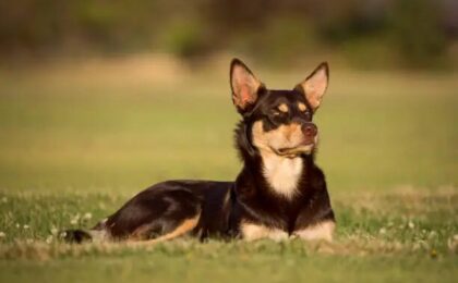 Australian Kelpie Dog