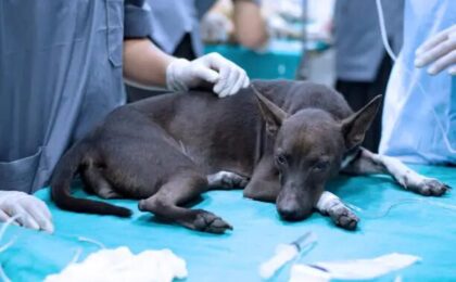 Dog Intestinal Blockage Timeline: Symptoms, Stages, and It Becomes an Emergency
