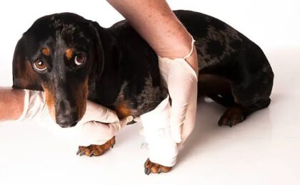 Dog Wound Care: How to Clean, Treat, and Protect Your Dogs Wounds