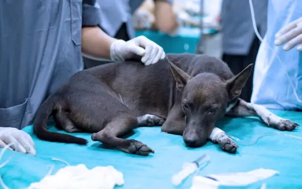 Dog Intestinal Blockage Timeline: Symptoms, Stages, and It Becomes an Emergency