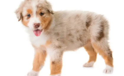 Australian Shepherd Puppy Sale