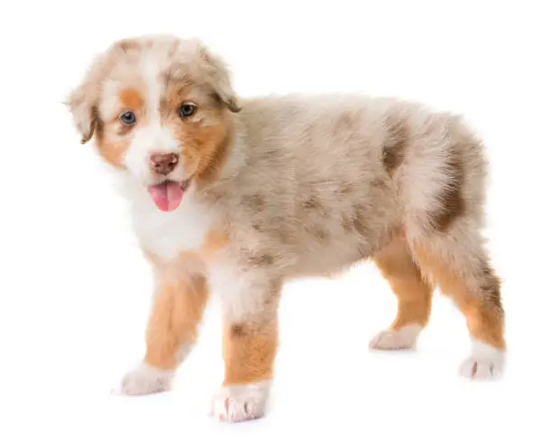 Australian Shepherd Puppy Sale