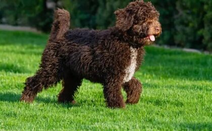 Barbet Dog