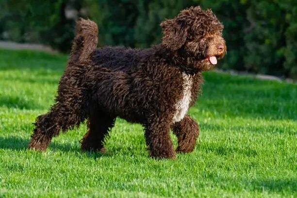 Barbet Dog: Complete Guide to the French Water Dog