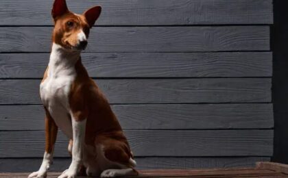 Basenji Breed of Dog: Complete Guide to the Intelligent Barkless African Dog