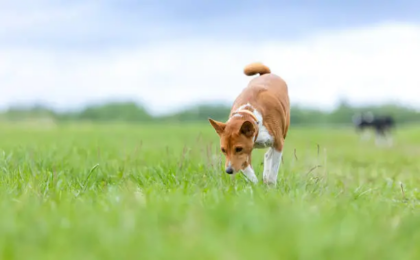 Dog Basenji for Sale: Complete Guide to Finding a Healthy Basenji Puppy