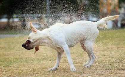 Why Do Dogs Shake? 15 Common Reasons and When to Worry