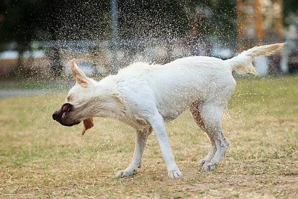 Why Do Dogs Shake? 15 Common Reasons and When to Worry
