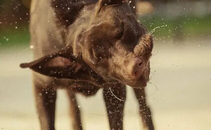 Why Do Dogs Shake Their Head? 12 Common Reasons and When to Worry