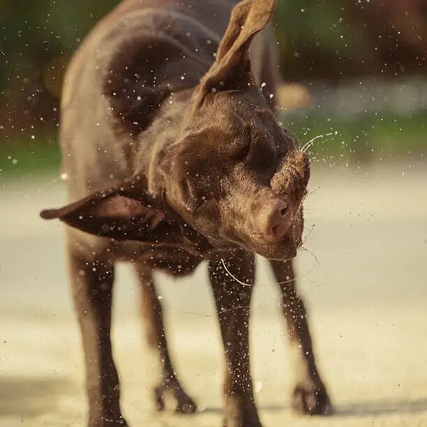 Why Do Dogs Shake Their Head? 12 Common Reasons and When to Worry