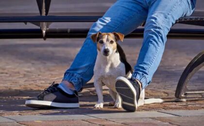 Why Do Dogs Sit on Your Feet? 12 Reasons Behind This Behavior