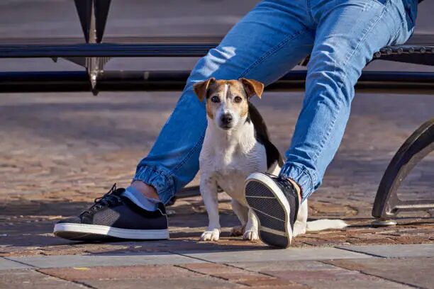 Why Do Dogs Sit on Your Feet? 12 Reasons Behind This Behavior