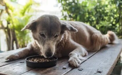 Does My Dog Need Senior Dog Food? A Complete Guide to Senior Dog Nutrition