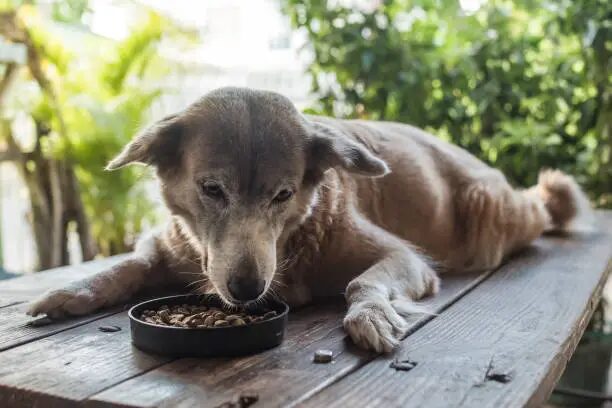 Does My Dog Need Senior Dog Food? A Complete Guide to Senior Dog Nutrition