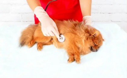 Chronic Kidney Disease in Dogs: Causes, Symptoms, Stages, Diagnosis, and Treatment