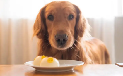 Can Dogs Eat Eggs Raw?