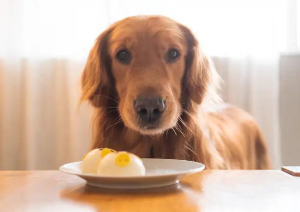 Can Dogs Eat Eggs Raw?