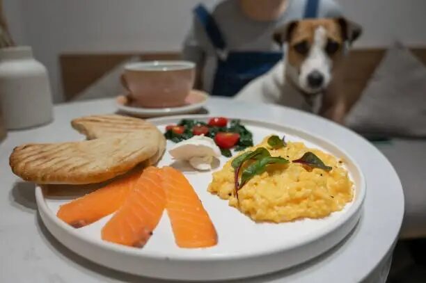 Can Dogs Eat Scrambled Eggs?