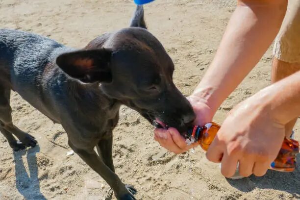Can Dogs Drink Gatorade?