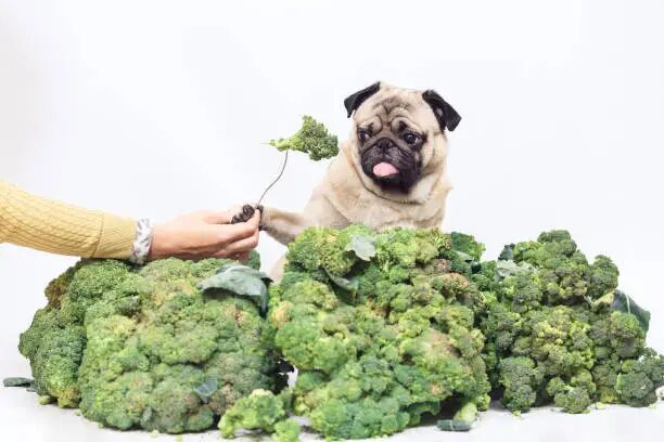 Can Dogs Eat Kale?