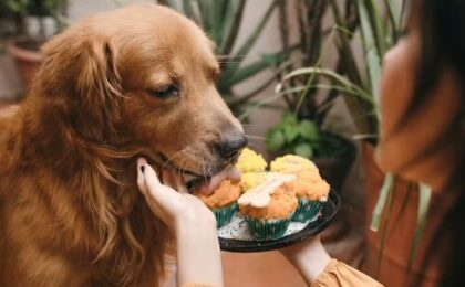 Can Dogs Eat Shrimp?