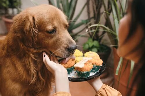 Can Dogs Eat Shrimp?