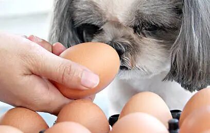 Can Dogs Eat Eggshells?