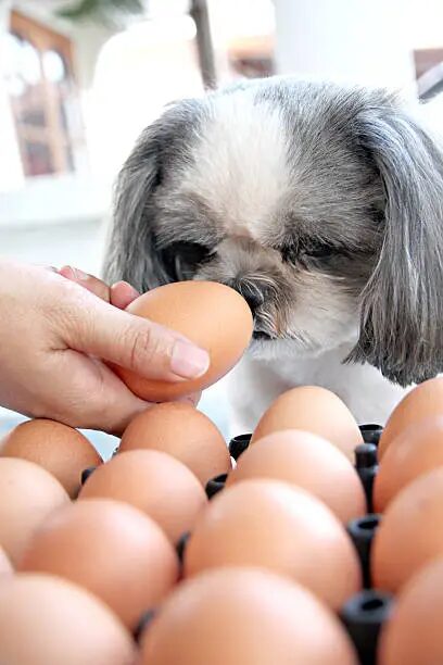 Can Dogs Eat Eggshells?