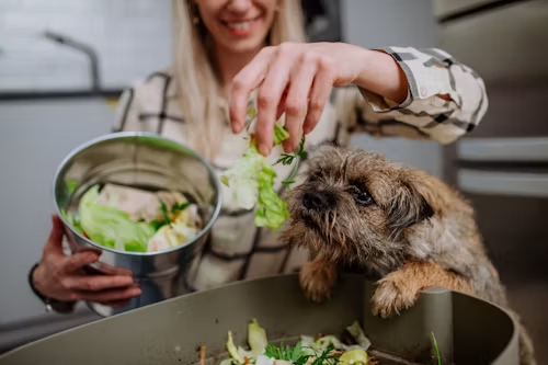 Can Dogs Eat Brussels Sprouts?