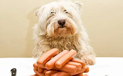 Can Dogs Eat Hot Dogs Raw