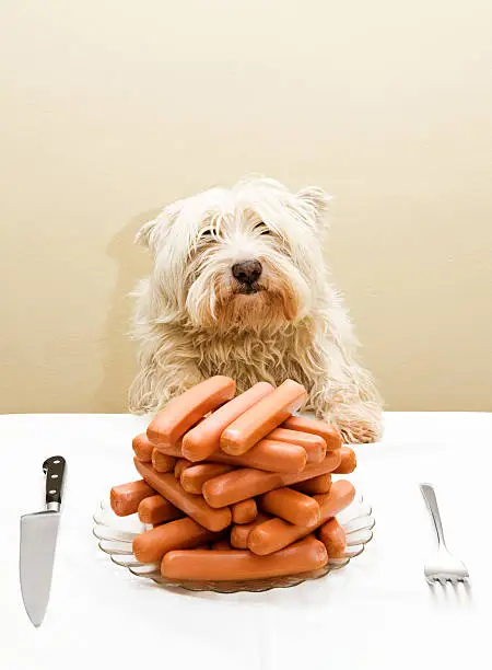 Can Dogs Eat Hot Dogs Raw