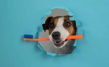 10 Best Dog Toothbrushes and Other Dental Tools in 2026