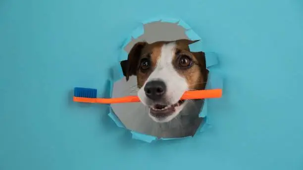 10 Best Dog Toothbrushes and Other Dental Tools in 2026
