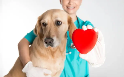 Congestive Heart Failure in Dogs: Symptoms, Stages, Causes, Treatment & Life Expectancy