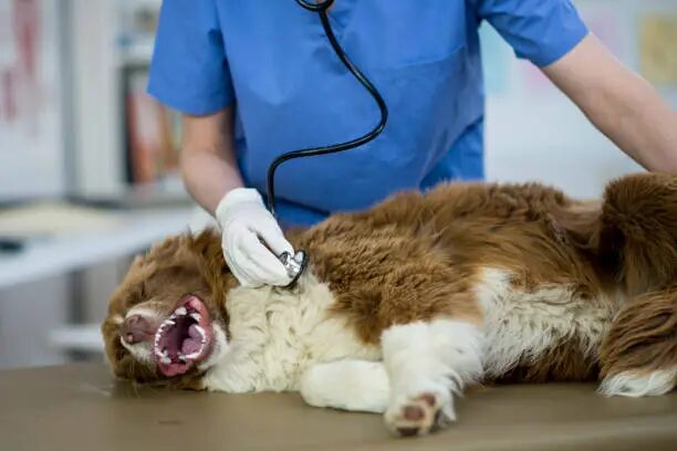 Congestive Heart Failure in Dogs Cough: Causes, Symptoms, Treatment & When to Worry