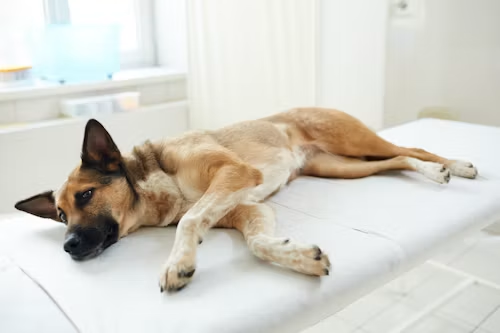 What Causes Bladder Stones in Dogs?