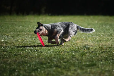 Australian Cattle Dog Breeds