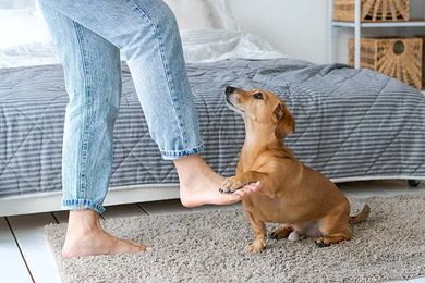 Why Do Dogs Sit on Your Feet? 12 Reasons Behind This Behavior