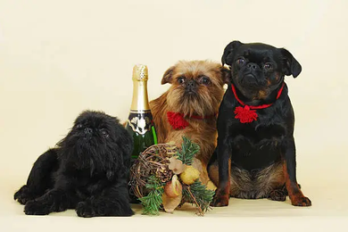 Can Dogs Eat Brussels Sprouts?