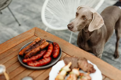 Can Dogs Eat Pork Bacon?