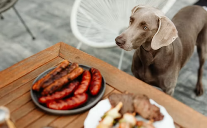 Can Dogs Eat Pork Bacon?