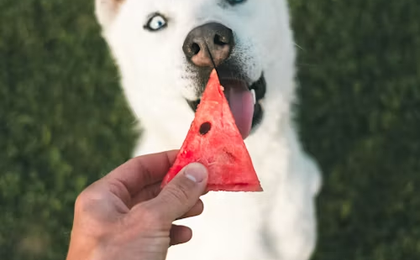 Can Dogs Eat Watermelon?