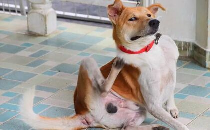 Itchy Dog Skin Causes, Symptoms, Treatment, and Home Remedies