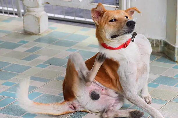 Itchy Dog Skin Causes, Symptoms, Treatment, and Home Remedies