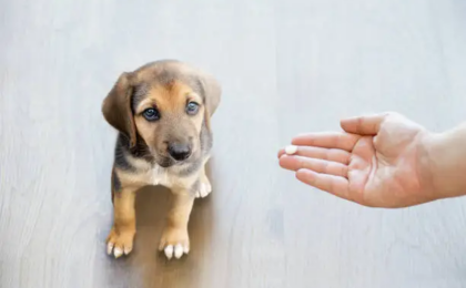 Can I Give My Dog Benadryl? Safety, Dosage, Uses, and Side Effects