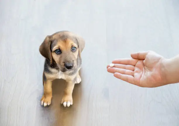 Can I Give My Dog Benadryl? Safety, Dosage, Uses, and Side Effects