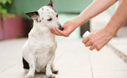 Can I Give My Dog Benadryl for Itching? Safety, Dosage, Uses & Alternatives