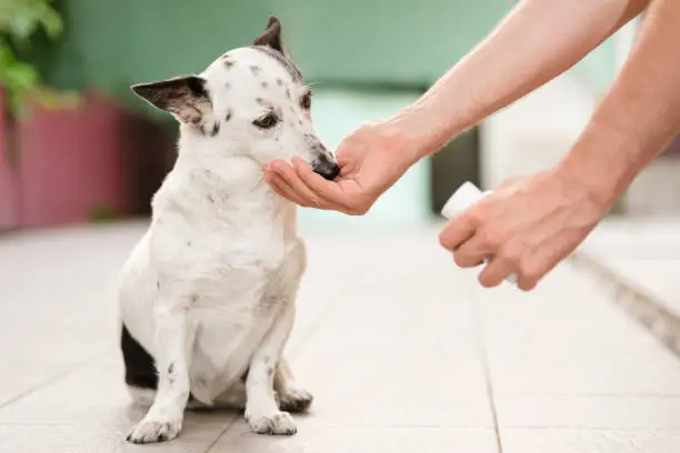 Can I Give My Dog Benadryl for Itching? Safety, Dosage, Uses & Alternatives